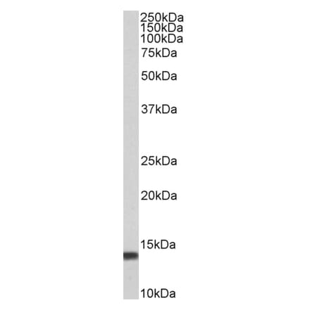 Western Blot - Anti-S100A4 Antibody (A83734) - Antibodies.com