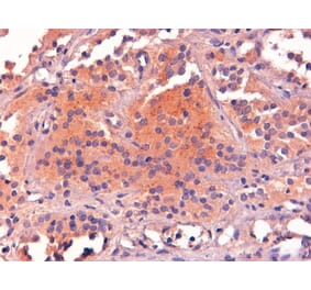 Immunohistochemistry - Anti-POMC Antibody (A83735) - Antibodies.com