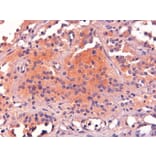 Immunohistochemistry - Anti-POMC Antibody (A83735) - Antibodies.com