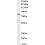 Western Blot - Anti-Vitamin D Receptor Antibody (A83736) - Antibodies.com