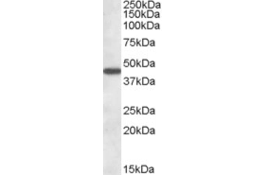Western Blot - Anti-KAT2/AadAT Antibody (A83738) - Antibodies.com