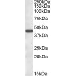 Western Blot - Anti-KAT2/AadAT Antibody (A83738) - Antibodies.com