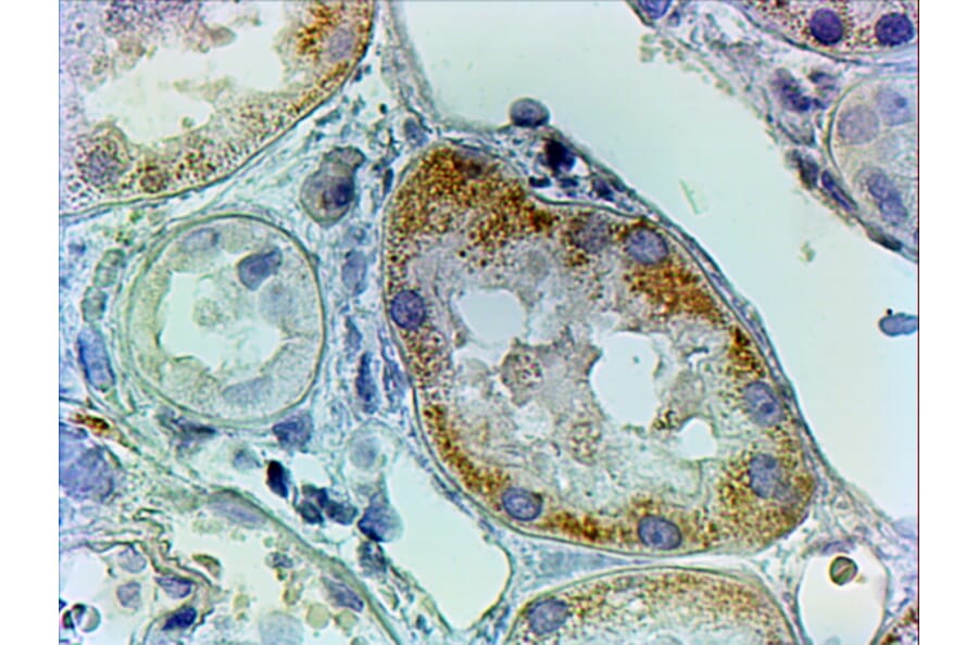 Immunohistochemistry - Anti-KAT2/AadAT Antibody (A83739) - Antibodies.com