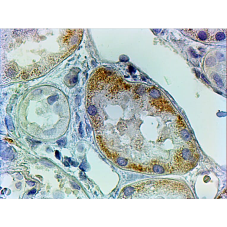 Immunohistochemistry - Anti-KAT2/AadAT Antibody (A83739) - Antibodies.com