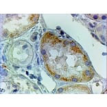 Immunohistochemistry - Anti-KAT2/AadAT Antibody (A83739) - Antibodies.com
