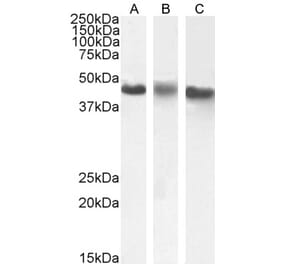 Western Blot - Anti-CK1 epsilon Antibody (A83740) - Antibodies.com
