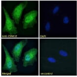 Immunofluorescence - Anti-CK1 epsilon Antibody (A83740) - Antibodies.com