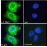 Immunofluorescence - Anti-CK1 epsilon Antibody (A83740) - Antibodies.com