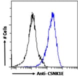 Flow Cytometry - Anti-CK1 epsilon Antibody (A83740) - Antibodies.com