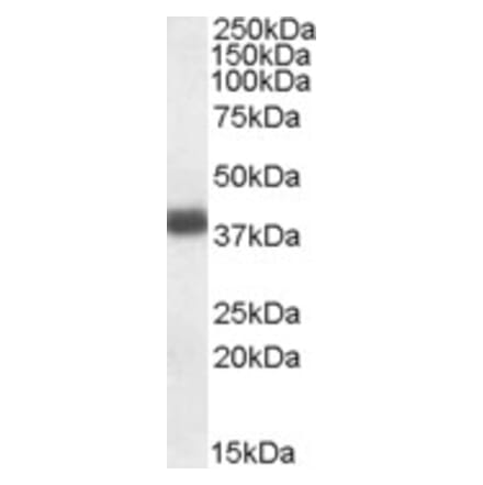 Western Blot - Anti-APOL2 Antibody (A83746) - Antibodies.com