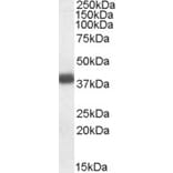 Western Blot - Anti-APOL2 Antibody (A83746) - Antibodies.com