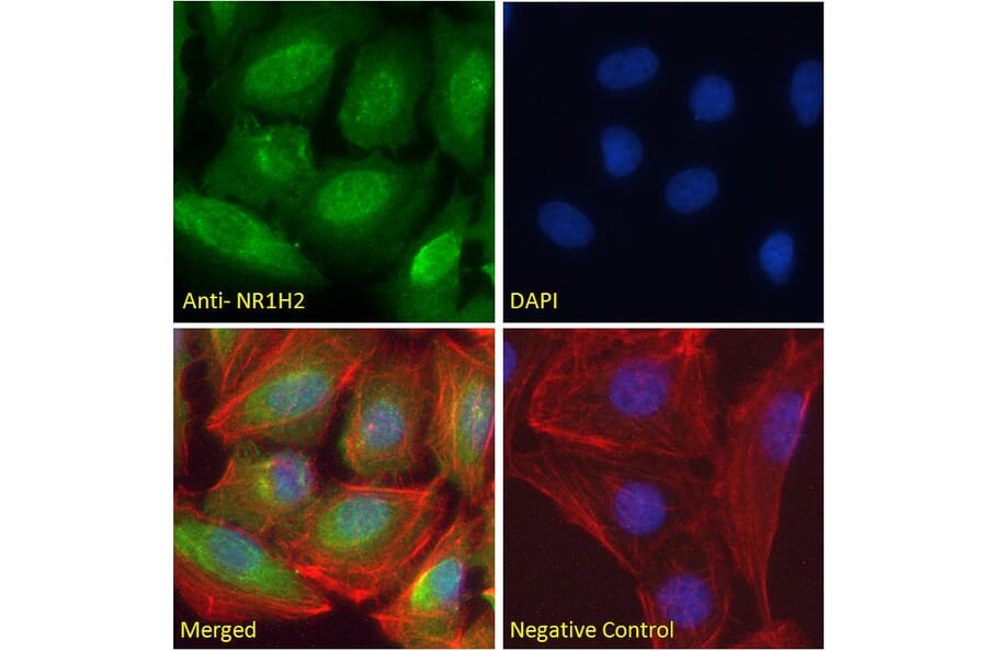 Immunofluorescence - Anti-LXR beta/NER Antibody (A83747) - Antibodies.com