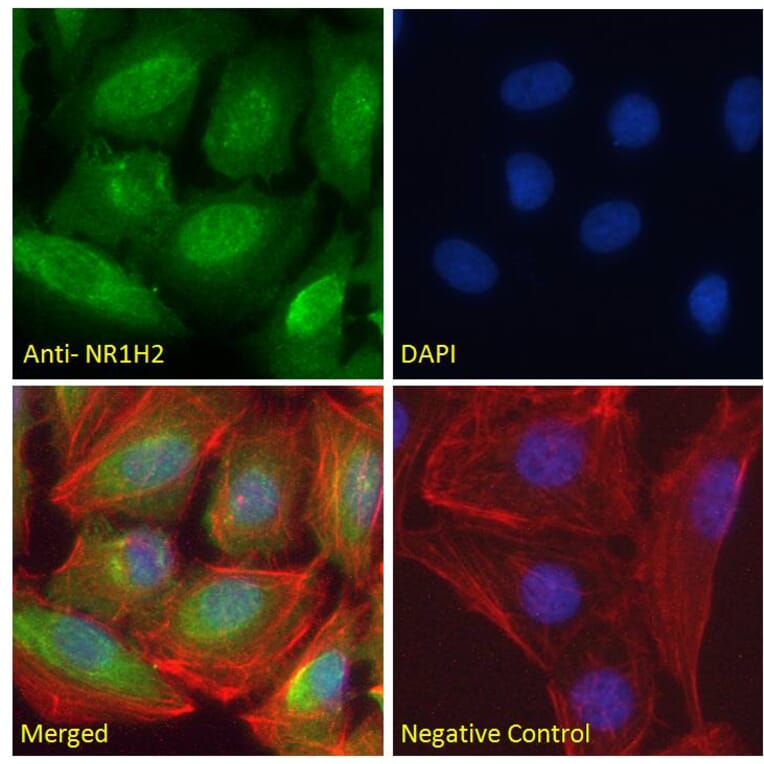 Immunofluorescence - Anti-LXR beta/NER Antibody (A83747) - Antibodies.com