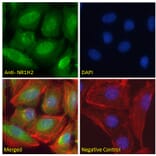 Immunofluorescence - Anti-LXR beta/NER Antibody (A83747) - Antibodies.com