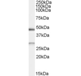Western Blot - Anti-BNIP1 Antibody (A83748) - Antibodies.com
