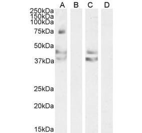 Western Blot - Anti-AGTR1 Antibody (A83749)