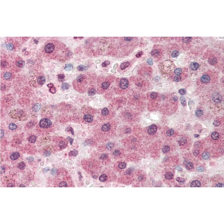 Immunohistochemistry - Anti-PCB Antibody (A83750) - Antibodies.com