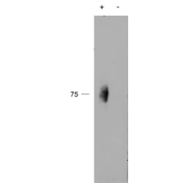 Western Blot - Anti-CD244 Antibody (A83753) - Antibodies.com