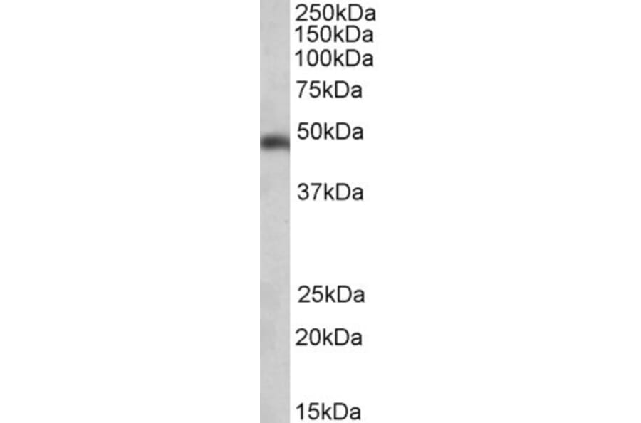 Western Blot - Anti-SEC61A Antibody (A83754) - Antibodies.com