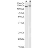 Western Blot - Anti-DDB1 Antibody (A83757) - Antibodies.com