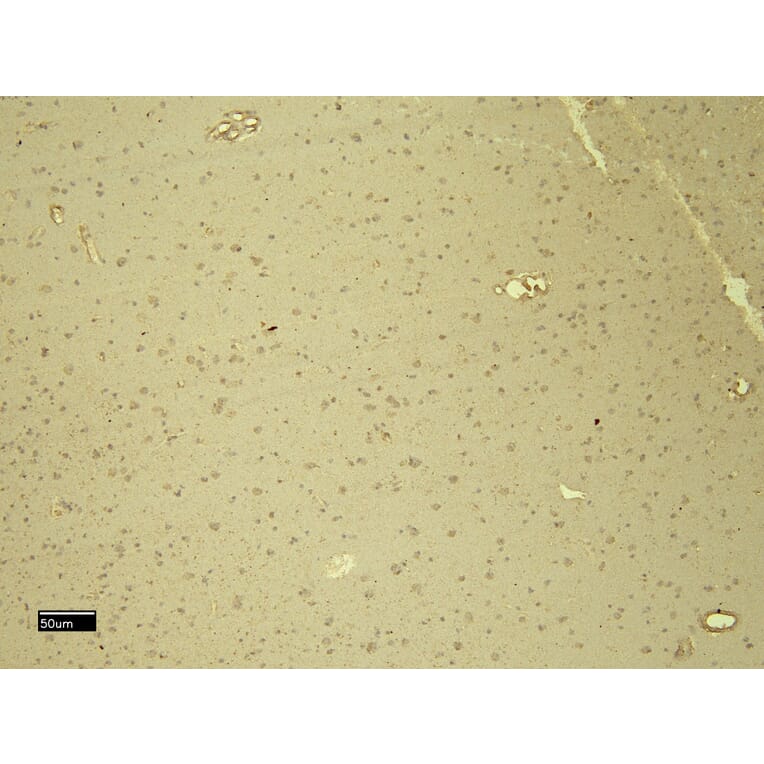 Immunohistochemistry - Anti-DDB1 Antibody (A83757) - Antibodies.com