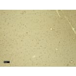 Immunohistochemistry - Anti-DDB1 Antibody (A83757) - Antibodies.com