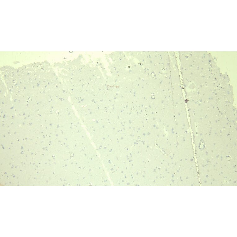 Immunohistochemistry - Anti-DDB1 Antibody (A83757) - Antibodies.com