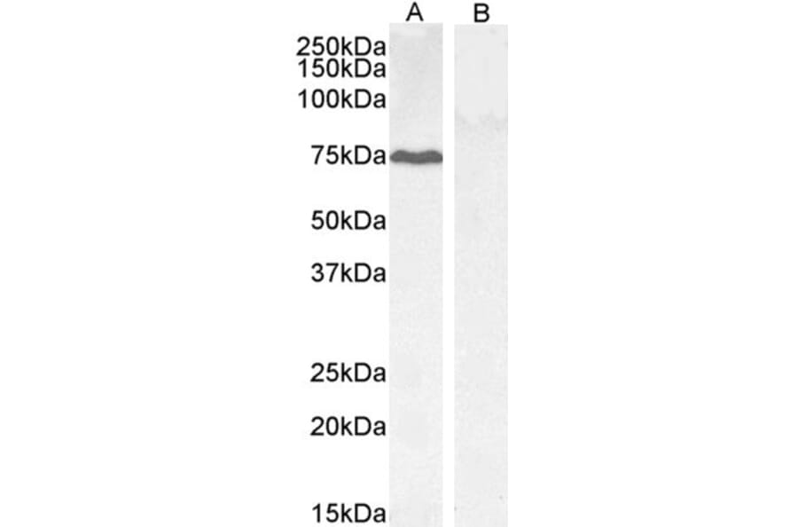 Western Blot - Anti-GADD34 Antibody (A83758) - Antibodies.com