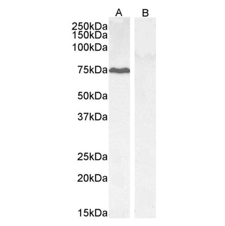 Western Blot - Anti-GADD34 Antibody (A83758) - Antibodies.com