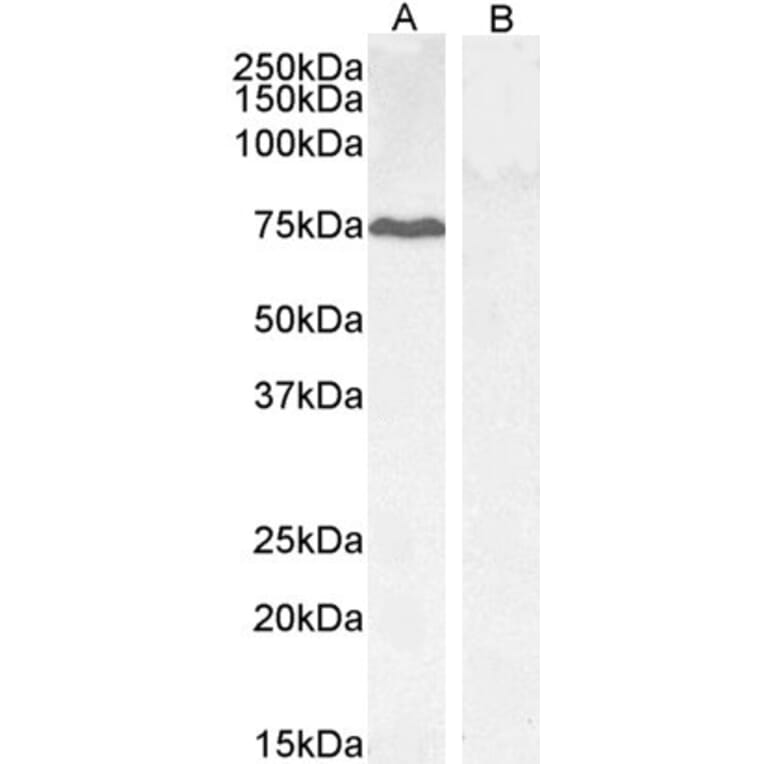 Western Blot - Anti-GADD34 Antibody (A83758) - Antibodies.com