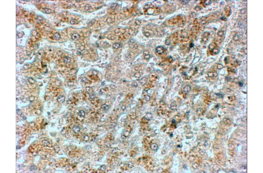 Immunohistochemistry - Anti-GADD34 Antibody (A83758) - Antibodies.com