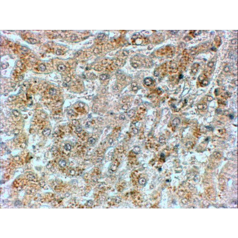 Immunohistochemistry - Anti-GADD34 Antibody (A83758) - Antibodies.com