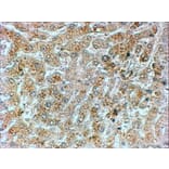 Immunohistochemistry - Anti-GADD34 Antibody (A83758) - Antibodies.com