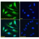 Immunofluorescence - Anti-GADD34 Antibody (A83758) - Antibodies.com