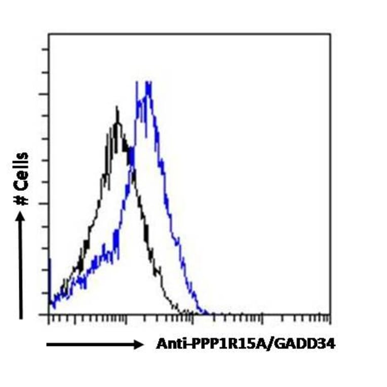 Flow Cytometry - Anti-GADD34 Antibody (A83758) - Antibodies.com