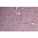 Immunohistochemistry - Anti-SOCS1 Antibody (A83759) - Antibodies.com