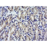 Immunohistochemistry - Anti-SOCS1 Antibody (A83759) - Antibodies.com