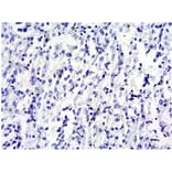 Immunohistochemistry - Anti-SOCS1 Antibody (A83759) - Antibodies.com