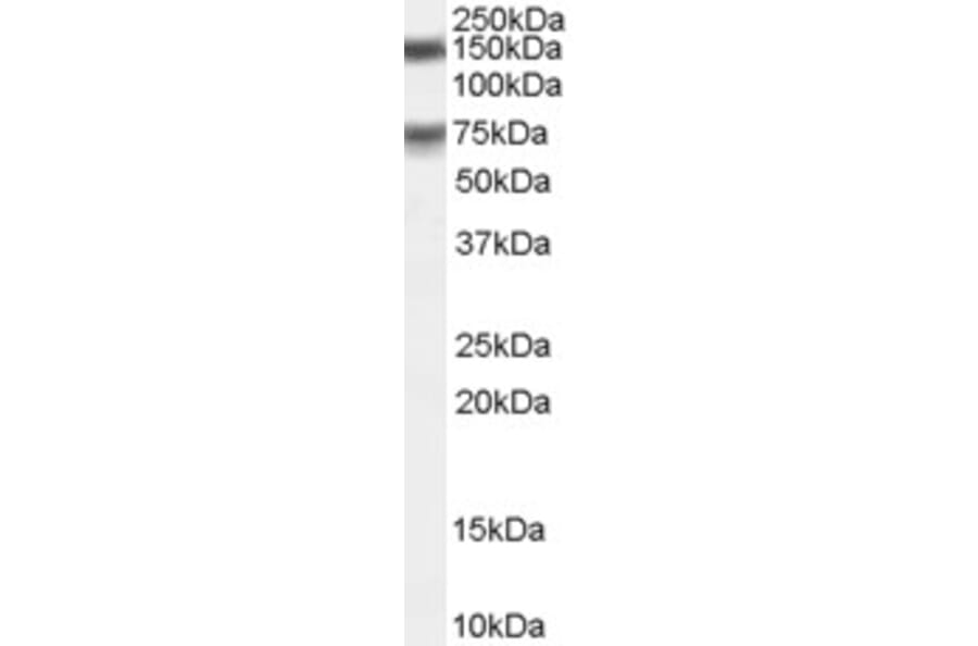 Western Blot - Anti-MELK Antibody (A83761) - Antibodies.com