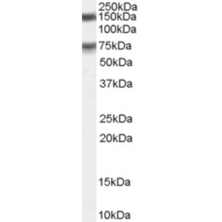 Western Blot - Anti-MELK Antibody (A83761) - Antibodies.com