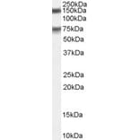 Western Blot - Anti-MELK Antibody (A83761) - Antibodies.com