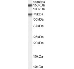 Western Blot - Anti-MELK Antibody (A83761)