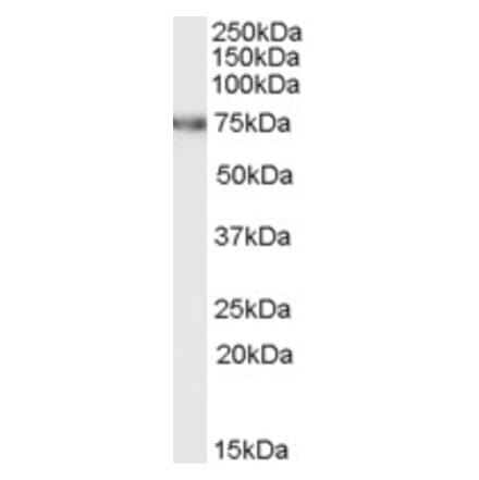 Western Blot - Anti-FEM1C Antibody (A83762) - Antibodies.com