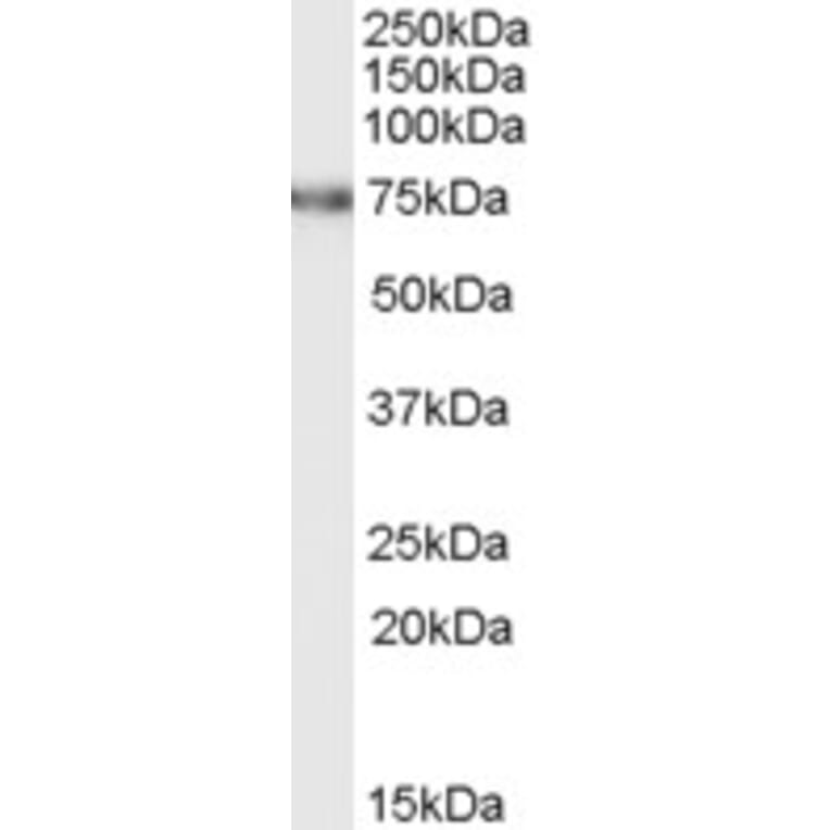 Western Blot - Anti-FEM1C Antibody (A83762) - Antibodies.com