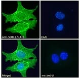 Immunofluorescence - Anti-SORL1 Antibody (A83763) - Antibodies.com