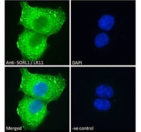 Immunofluorescence - Anti-SORL1 Antibody (A83763)