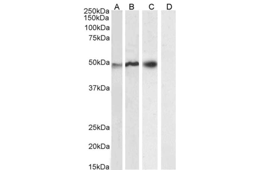 Western Blot - Anti-NCF1/p47-phox Antibody (A83765) - Antibodies.com
