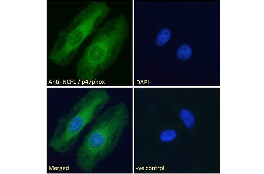 Immunofluorescence - Anti-NCF1/p47-phox Antibody (A83765) - Antibodies.com