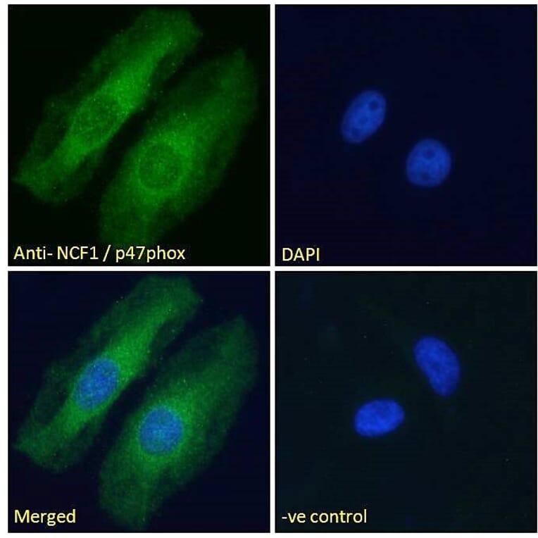 Immunofluorescence - Anti-NCF1/p47-phox Antibody (A83765) - Antibodies.com
