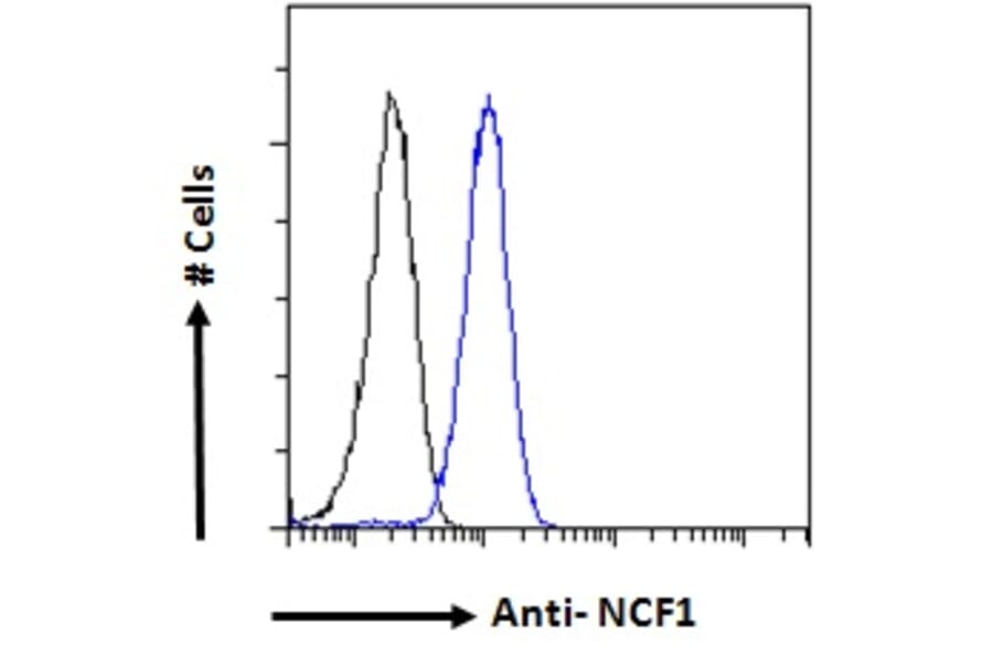 Flow Cytometry - Anti-NCF1/p47-phox Antibody (A83765) - Antibodies.com